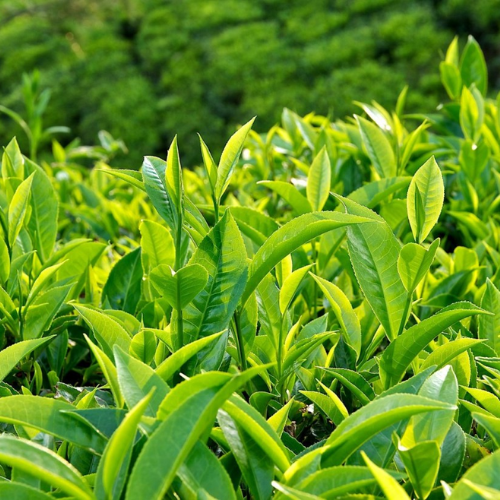 CHIẾT XUẤT TRÀ XANH (Dưỡng trắng)